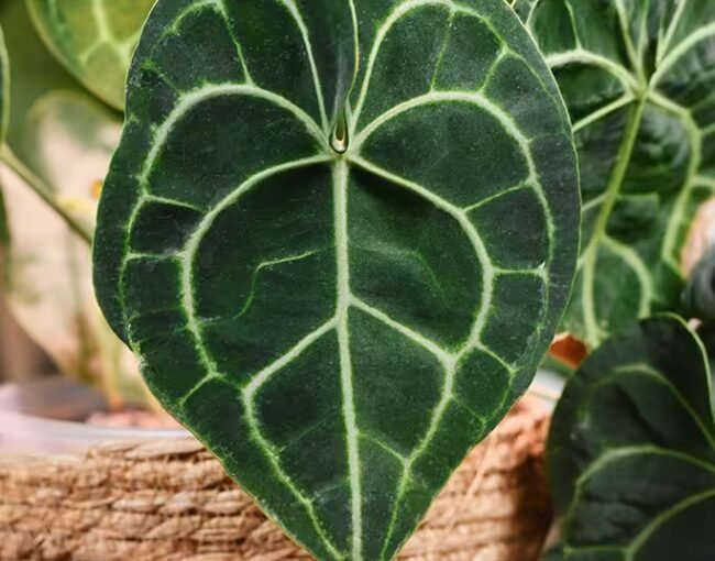 anthurium clarinervium