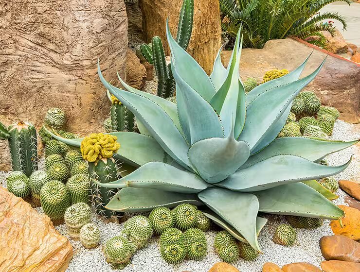 beautiful cactus combination
