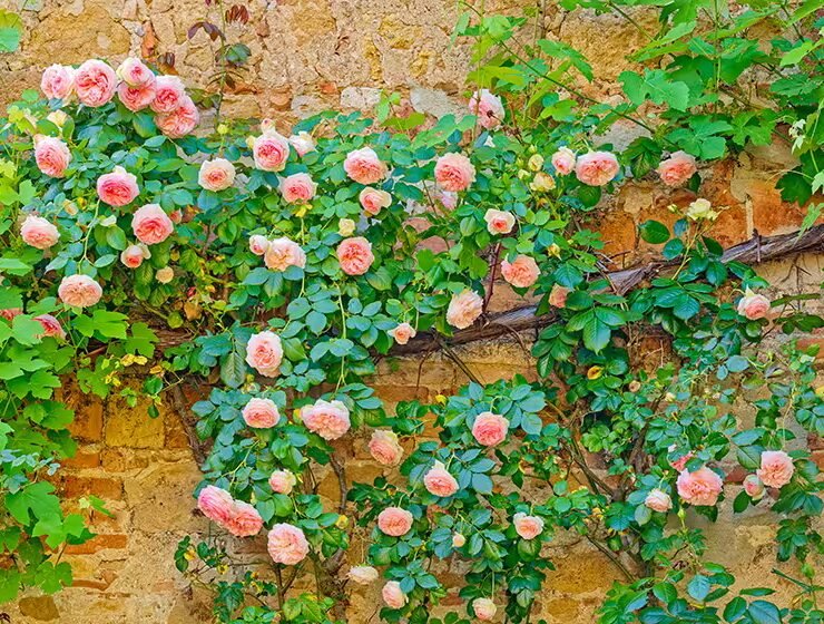 best climbing roses