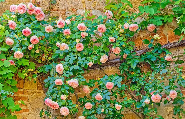 Climbing Rose - The Royal Gardening Society of Norway | Royal Gardens