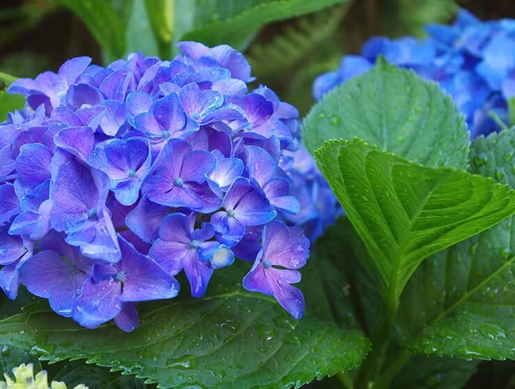 blue hortensia