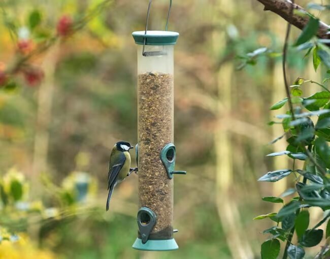 feast for the birds