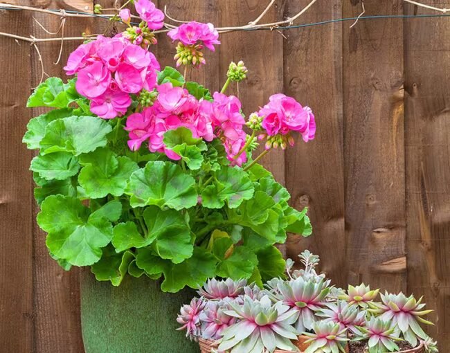 pink geranium